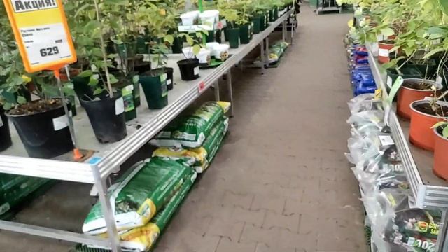 21.10.22.ОРХИДЕИ в Оби Мега Парнас.. смотреть онлайн