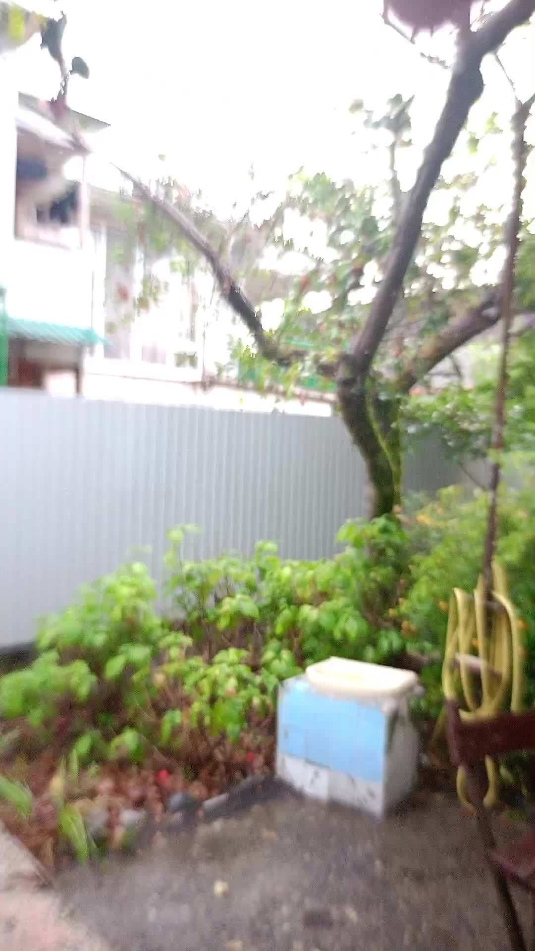 тропический ливень