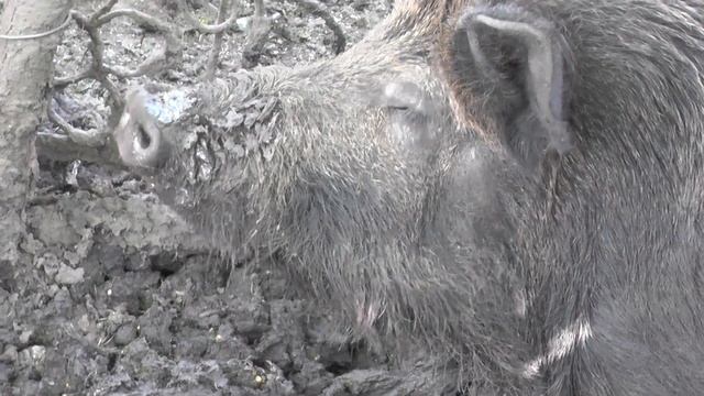 Дикий кабан и свинья с поросятами!!! смотреть онлайн