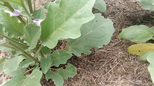 Баклажаны в июле. Что надо знать о баклажанах?