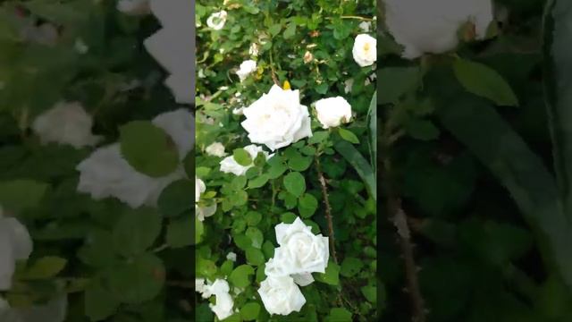 June is Rose Month! Frau Karl Druschki смотреть онлайн