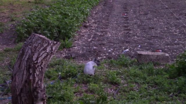 17_05_2021_Кролики,это ни только ценный мех.))).mp4 смотреть онлайн