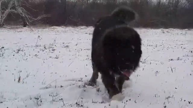 Собаки нашего питомника: Шаман  и Арлет -  Http://www.beliy-lekar.ru