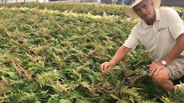 Plant Review: Dryopteris erythrosora 'Brilliance смотреть онлайн