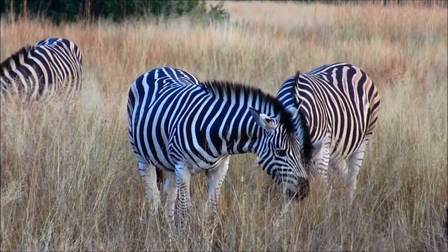 Canon Legria HF M506 recording Safari Pilanesberg morning смотреть онлайн