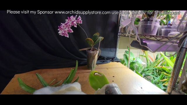Orchid unboxing from Viewer Kathleen Houghton смотреть онлайн