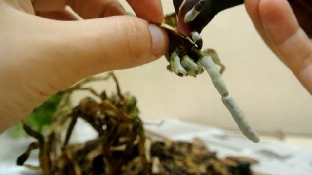 Пересадка орхидеи Моя залитая водой орхидея Transplanting orchids смотреть онлайн