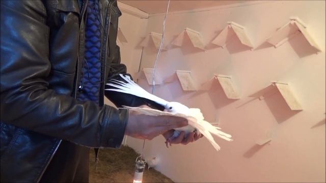 Голуби, перваки 2017 года. смотреть онлайн