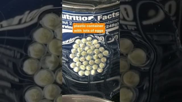 Recipe: Filming Horseshoe Crab Eggs | Deep Look #Shorts смотреть онлайн