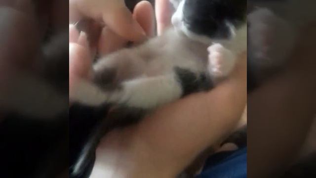 На третий день котята открыли глазки смотреть онлайн