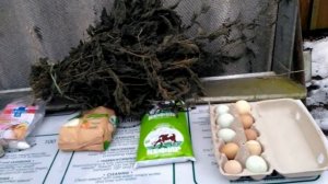 Чем поить суточных цыплят?