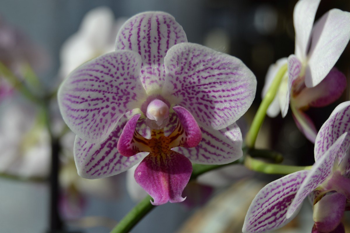 Леруа Мерлен! ! Оазис комнатных растений! смотреть онлайн