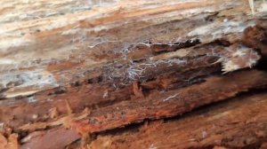 Идём в лес за триходермой. Как выглядит триходерма в лесу. Как использовать триходерму из леса.