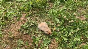 Как гулять хомяков. Сирийский и джунгарские хомяки на прогулке.