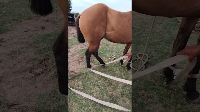 El abuelo mostrando el método de tumbar un potro al piso смотреть онлайн