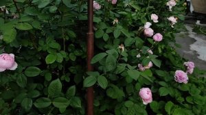 Троянда The Alnwick Rose/ Роза Остина Элнвик Роуз /16.06.2022