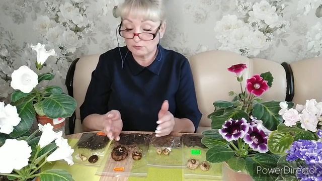 КЛУБЕНЬ ГЛОКСИНИИ ВЫСОХ ,СМОРЩИЛСЯ ,ЧТО ДЕЛАТЬ. смотреть онлайн