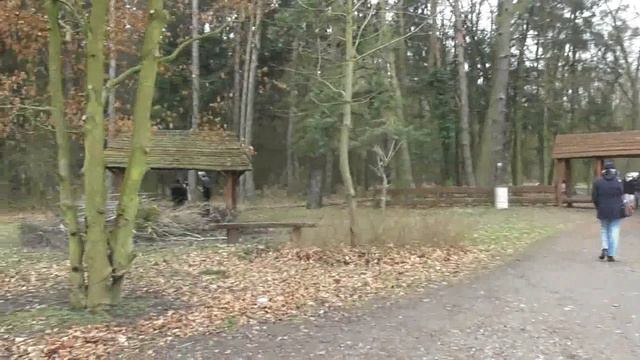 Кабаны в Щецине (Dziki w Szczecinie) смотреть онлайн