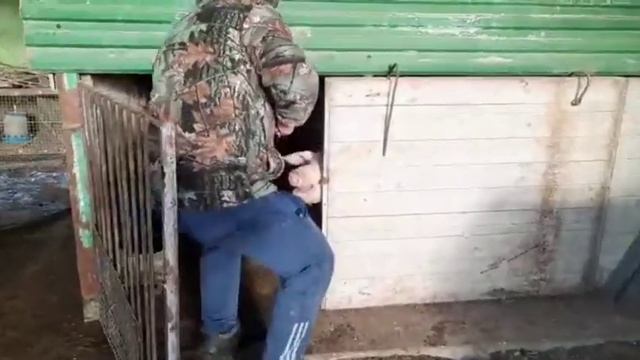 Как вывести поросёнка на забой. удавка для поросёнка. смотреть онлайн