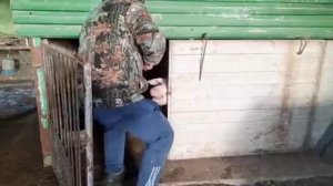 Как вывести поросёнка на забой. удавка для поросёнка.