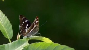 Башира такмаклары Башира Насырова