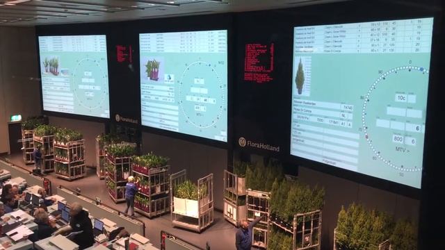 Цветочный Аукцион FloraHolland Naaldwijk смотреть онлайн