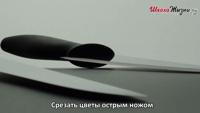 Как Сохранить Свежесть Срезанных Цветов? Секреты Стойкости Букетов смотреть онлайн