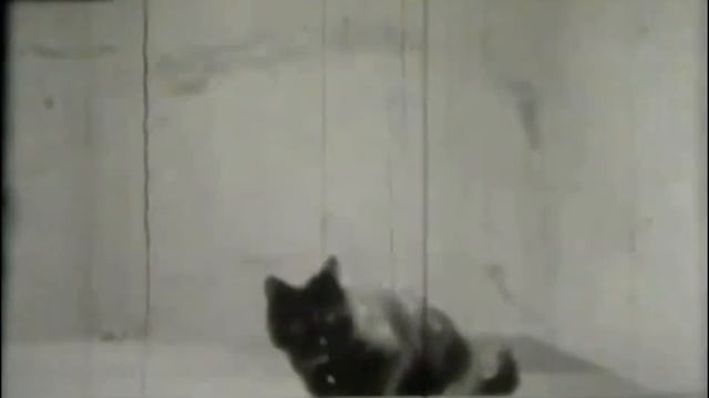 Кот играет в пинг-понг | Cat and ping-pong смотреть онлайн