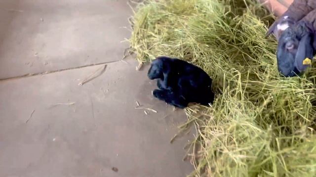 Правильный рацион овец во время окота смотреть онлайн