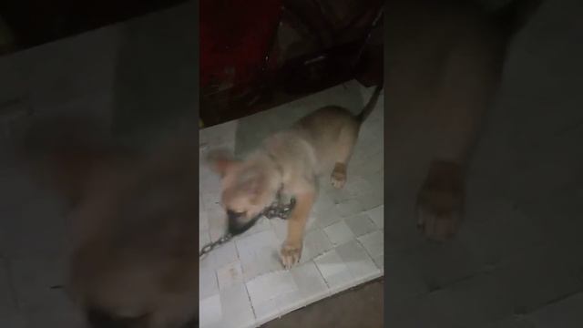 German Shepherd Barking after listening bloon voice #Gori смотреть онлайн