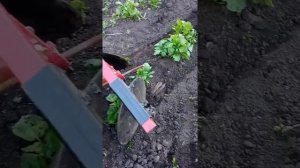Агромаш МТ110. Окучивание картофеля дисковыми окучниками.