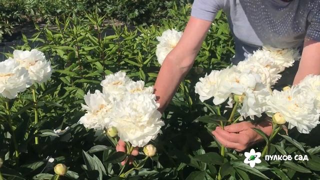 Полярник пион. Пулков сад (2022 г)