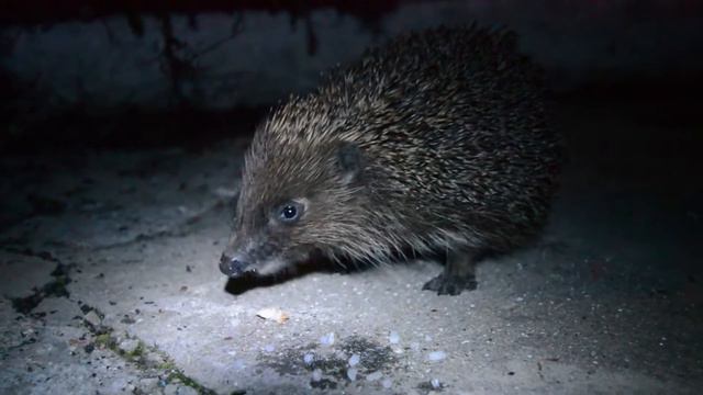 Ежик | Hedgehog | Fun смотреть онлайн