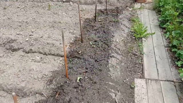 Мы на даче.Борьба с сорняками. Поливаем грядки.Посадки. смотреть онлайн