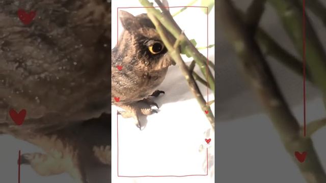 #short #succulent #shortvideo #Youtubeshorts #trending #gardentastic #viral #youtube #owl #shorts смотреть онлайн