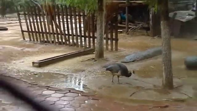 Ботанический сад. Botanical Garden Beidaihe.