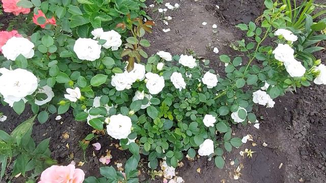 Скоро закончится лето...Немного о розах,пионах,гортензиях в этом жарком сезоне.Август 2023. смотреть онлайн