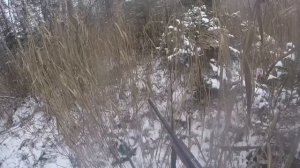 Охота с лайкой на кабанов в камыше .