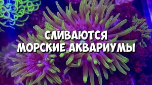 Сливаются морские аквариумы