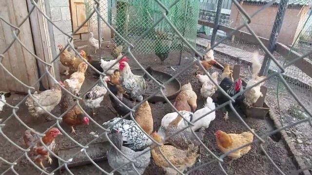 Муларды или смешанное чудо? Надо знать у кого покупать утку. смотреть онлайн