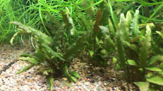 Мой 100 литровый аквариум, продолжение. смотреть онлайн