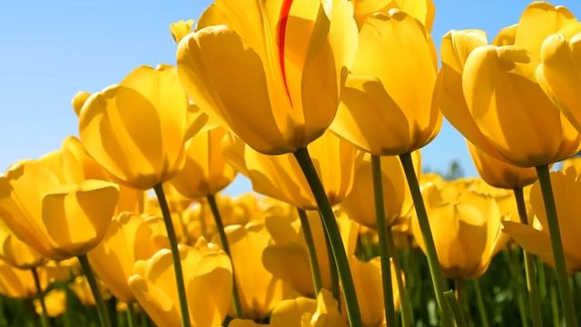 Джек и бобовое дерево. смотреть онлайн