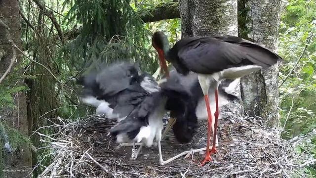 Must-toonekurg2: Black stork Jan brings dinner for storklets. 08.08.2021. смотреть онлайн