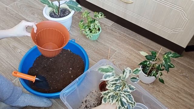 Пересадка комнатных растений - фикусы и шеффлера небольшой обзор смотреть онлайн