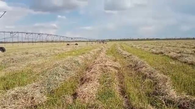 Ворошим суданку , солнечными граблями смотреть онлайн