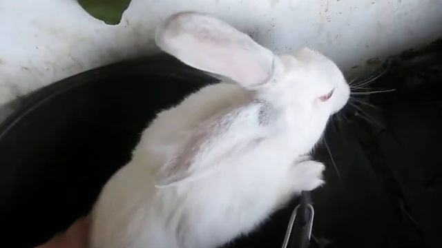 Вес кроликов в три месяца смотреть онлайн