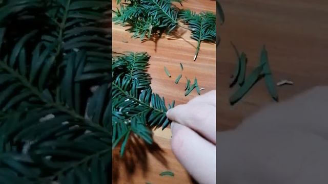 Черенкуем тис ягодный🌿