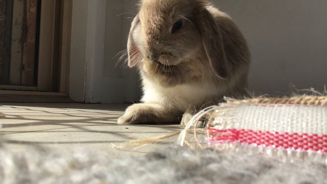 Adorable Baby Minilop Rabbit Wildlife Movie Style