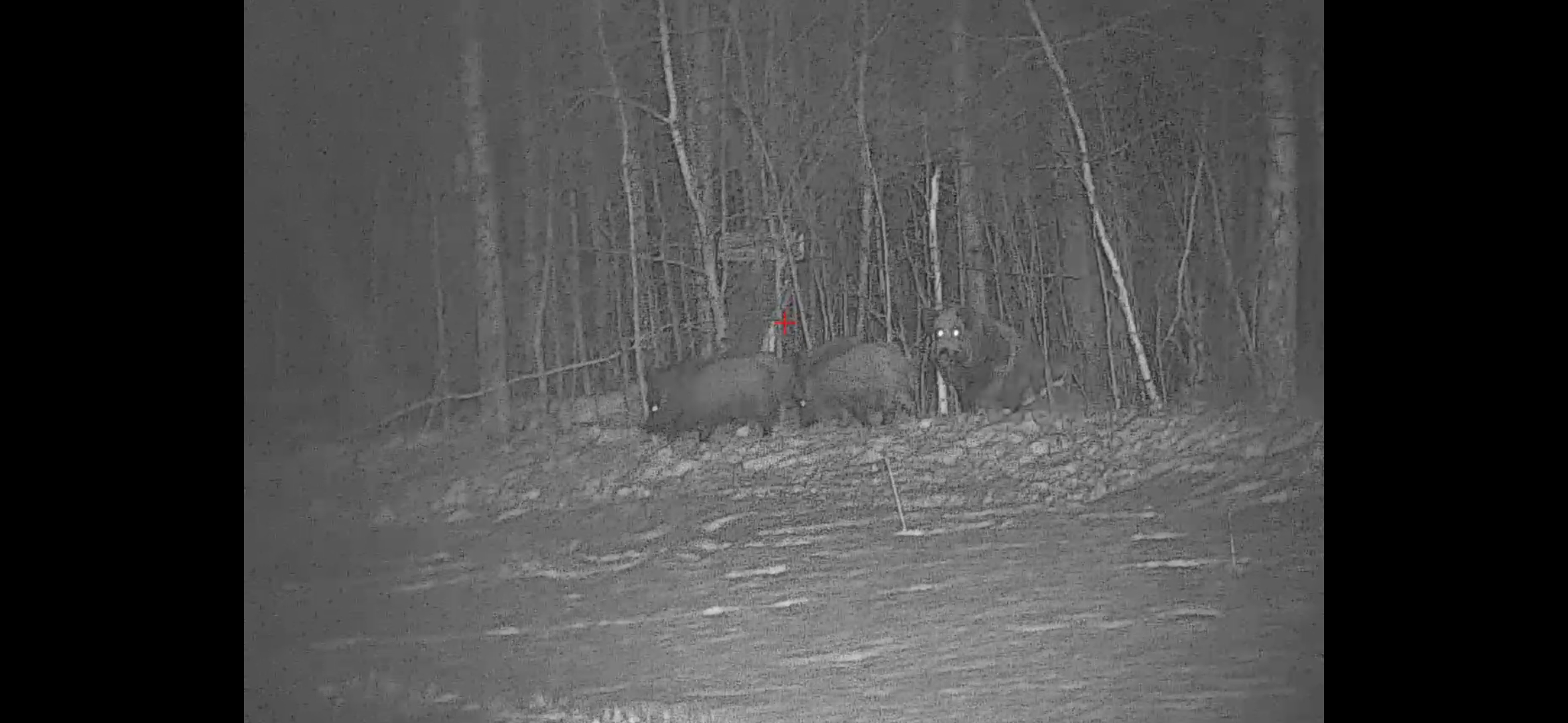 Кабан.Охота.Двадцать..Что делать.. смотреть онлайн