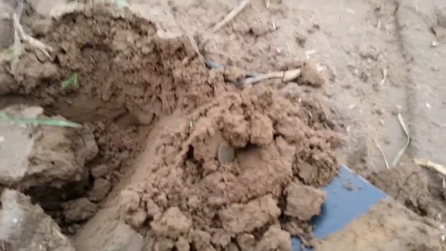 Снова в том-же поле с Minelab X-terra 705 удачно. смотреть онлайн